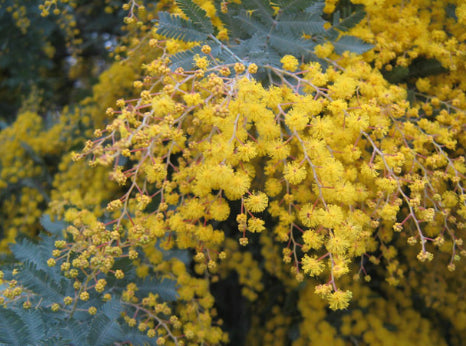 Acacia spectabilis