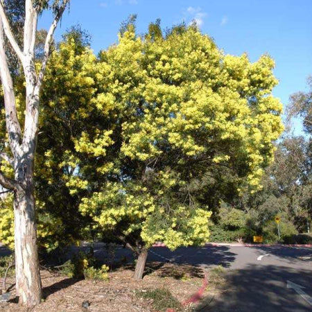 Acacia terminalis