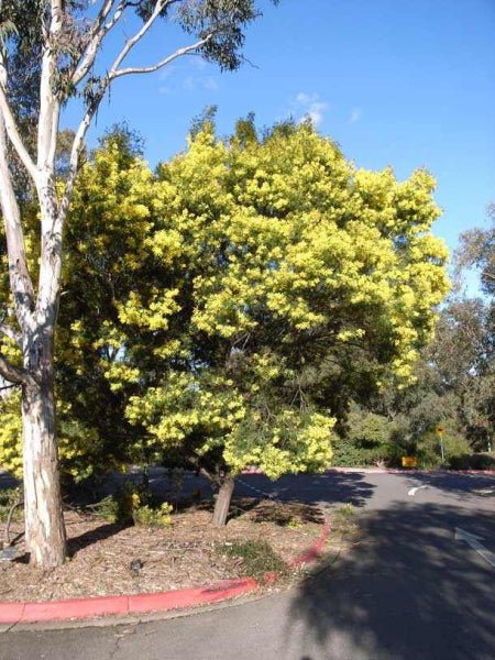 Acacia terminalis