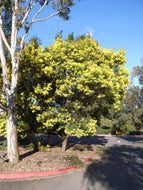 Acacia terminalis