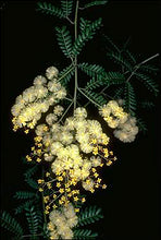 Load image into Gallery viewer, Acacia terminalis
