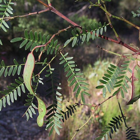 Acacia terminalis