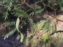 Load image into Gallery viewer, Acacia terminalis
