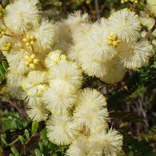 Load image into Gallery viewer, Acacia terminalis
