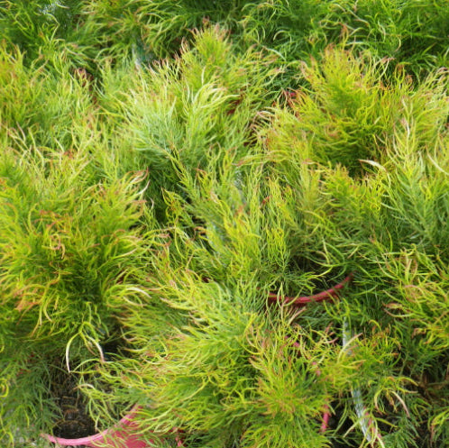 Acacia cognata Winter Flame