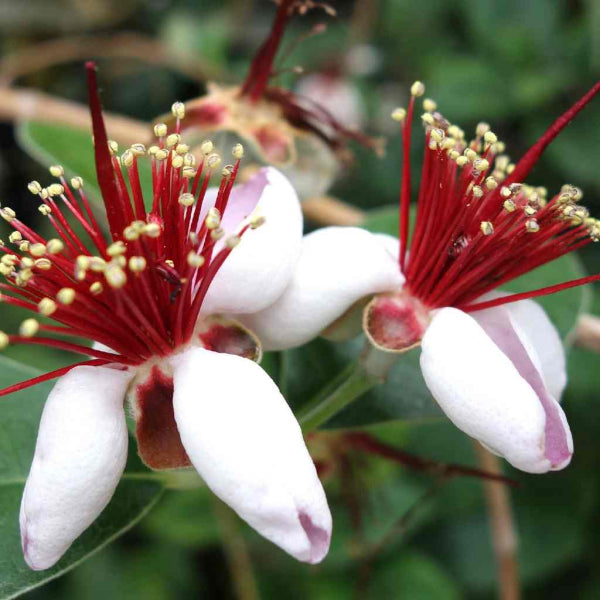 Acca sellowiana, Feijoa