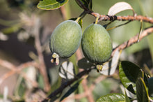 Load image into Gallery viewer, Acca sellowiana Duffy Feijoa
