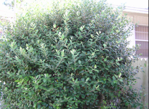 Acca sellowiana Duffy Feijoa