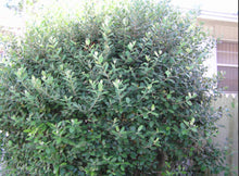 Load image into Gallery viewer, Acca sellowiana Duffy Feijoa
