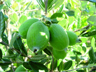 Acca sellowiana Unique Feijoa