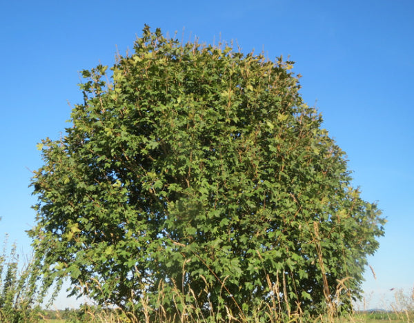 Acer campestre Field Maple