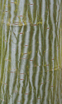 Acer davidi Snake Bark Maple