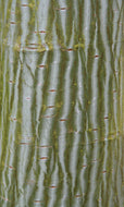 Acer davidi Snake Bark Maple