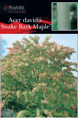 Acer davidi Snake Bark Maple
