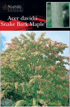 Load image into Gallery viewer, Acer davidi Snake Bark Maple
