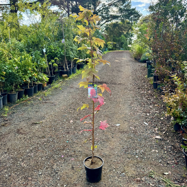 Autumn Blaze Lipstick Maple (Jeffersred)