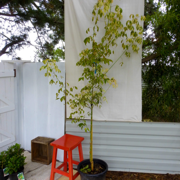 Acer negundo Pink Flamingo