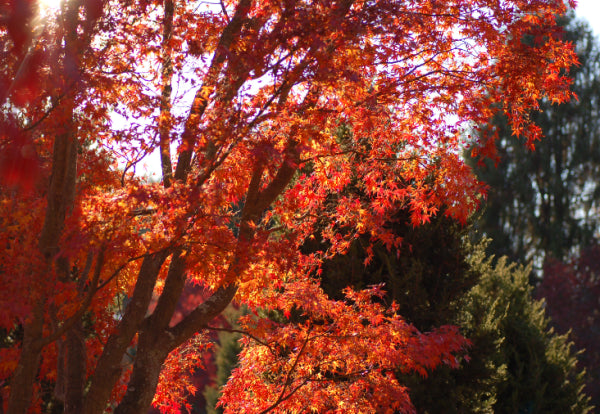 Acer palmatum Japanese Maple