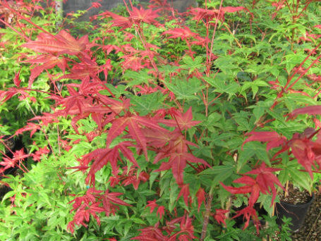 Acer palmatum cv Bonfire