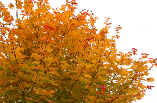 Acer palmatum cv Bonfire
