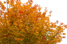Load image into Gallery viewer, Acer palmatum cv Bonfire
