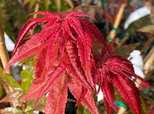 Load image into Gallery viewer, Acer palmatum cv Bonfire
