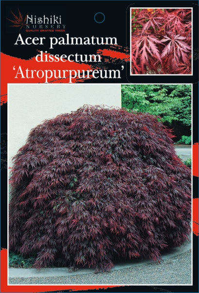 Acer palmatum dissectum cv Atropurpureum