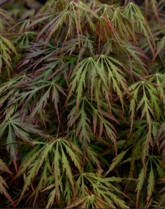 Acer palmatum dissectum Autumn Fire