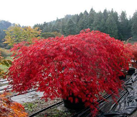 Acer palmatum dissectum Autumn Fire