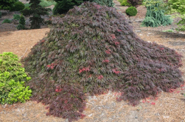 Acer palmatum dissectum Brocade