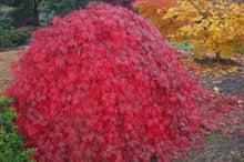 Load image into Gallery viewer, Acer palmatum dissectum Brocade
