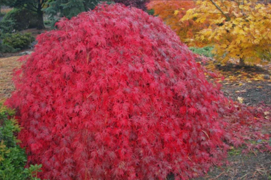 Acer palmatum dissectum Brocade