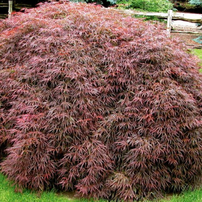 Acer palmatum dissectum Crimson Queen