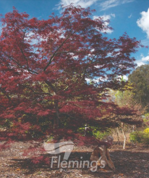 Acer palmatum dissectum Crimsonwave