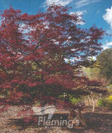 Acer palmatum dissectum Crimsonwave