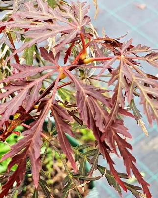 Acer palmatum dissectum Crimsonwave