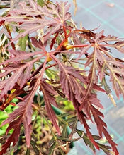 Load image into Gallery viewer, Acer palmatum dissectum Crimsonwave
