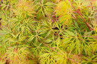 Acer palmatum Emerald Lace