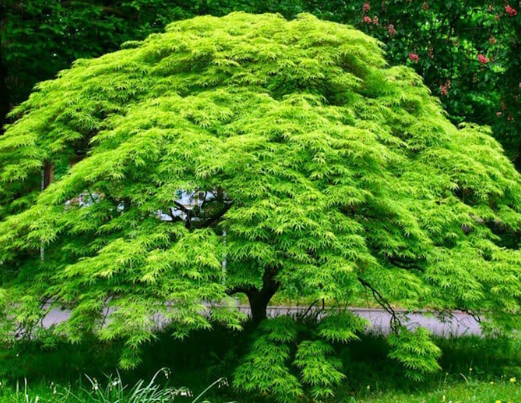 Acer palmatum Emerald Lace