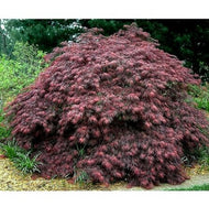 Acer palmatum dissectum Ever Red Standards 200mm