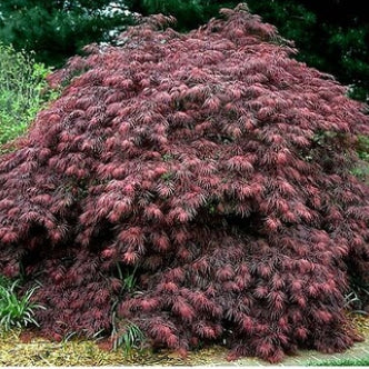 Acer palmatum dissectum Ever Red Standards