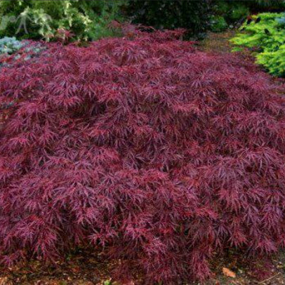 Acer palmatum dissectum Ever Red Standards