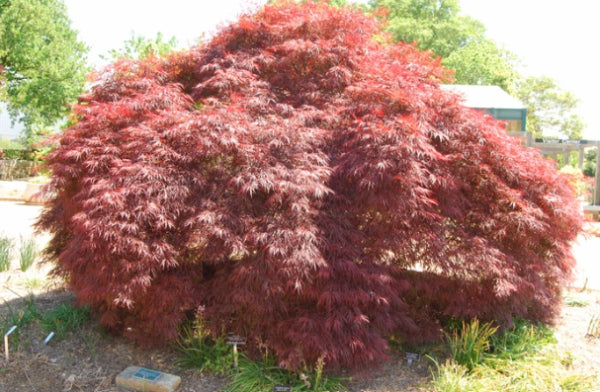 Acer palmatum Filigree Rouge