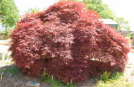 Acer palmatum Filigree Rouge