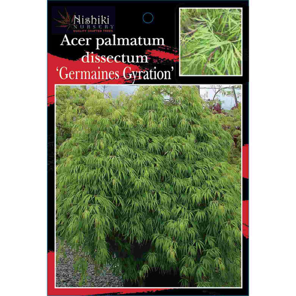 Acer palmatum dissectum cv Germaines Gyration