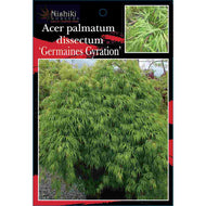 Acer palmatum dissectum cv Germaines Gyration