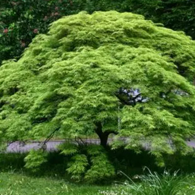 Acer palmatum dissectum Green Globe