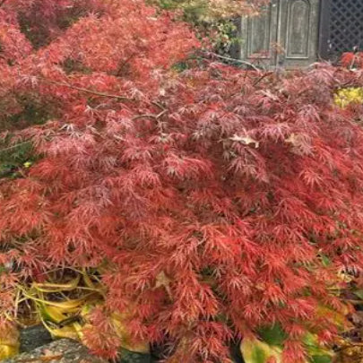 Acer palmatum dissectum Heartbeat Standards