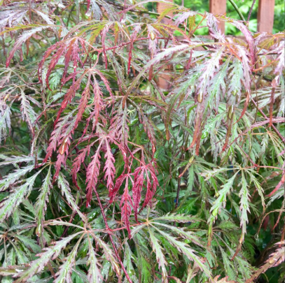 Acer palmatum dissectum Heartbeat Standards