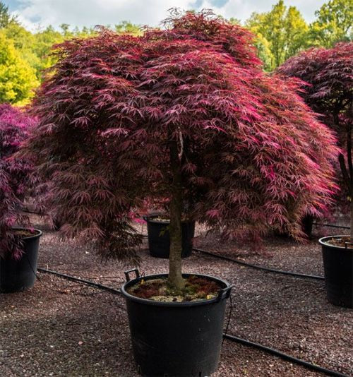 Acer palmatum dissectum 'Inaba Shidare'